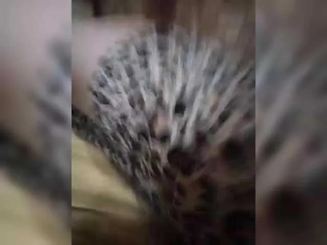 Offline -PLAYMAN- on BongaCams