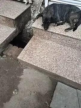 Freechat Hot_modal on StripChat